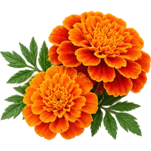 Extracto de flores de tagetes